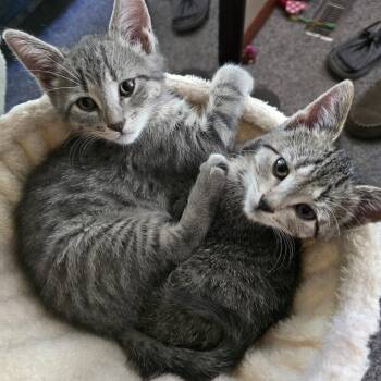 Domestic Short Hair Cats Available for Adoption in East Lansing, Michigan - Mira | PetCurious