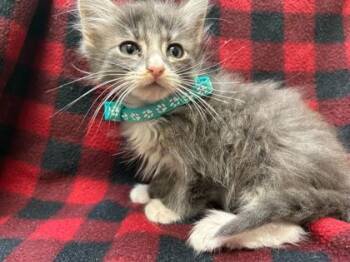 Rescue Domestic Long Hair and Domestic Short Hair Cats for Adoption in Gray, Louisiana - Flurry | PetCurious