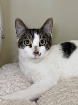 Rescue Domestic Short Hair Cats for Adoption in Menomonie, Wisconsin - Cornbread | PetCurious