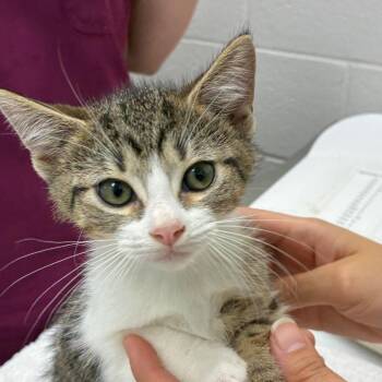 Ajak -  Domestic Short Hair Cat for Adoption in Corpus Christi, Texas - Ajak | PetCurious