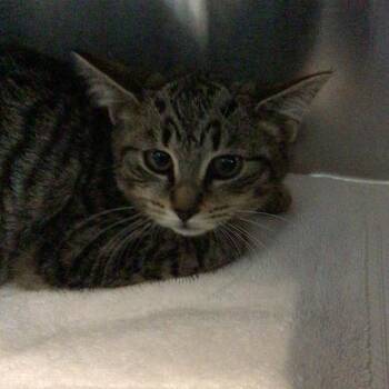 Domestic Short Hair Cats Available for Adoption - Banana | PetCurious