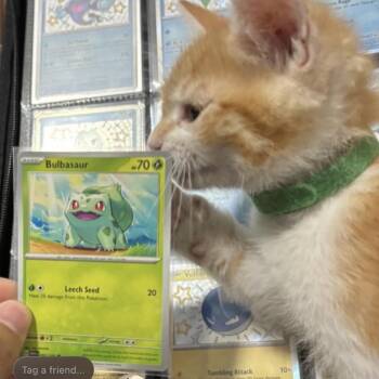 Bulbasaur (G) -  Domestic Short Hair Cat for Adoption in Denver, Colorado - Bulbasaur (G) | PetCurious