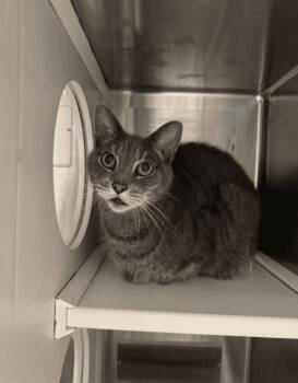 Rescue Domestic Short Hair Cats for Adoption in Boucherville, Quebec - Captain Haddock | PetCurious