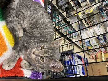 Rescue Tabby and Domestic Short Hair Cats for Adoption in Spring, Texas - Joy - North Conroe Petsmart | PetCurious