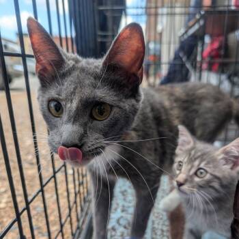 Rescue American Shorthair Cats for Adoption in West Plains, Missouri - Lady | PetCurious