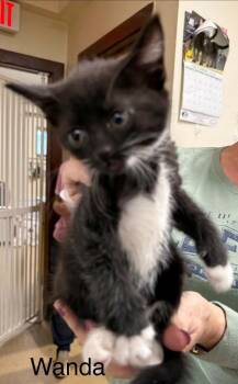 Wanda -  Domestic Short Hair Cat for Adoption in Plattsburgh, New York - Wanda | PetCurious