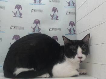 A600475 -  Domestic Short Hair Cat for Adoption in Orlando, Florida - A600475 | PetCurious