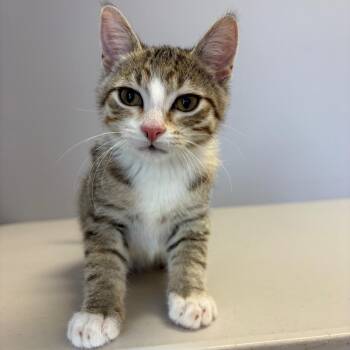 Domestic Short Hair Cats Available for Adoption in Clavet, Saskatchewan - Weasel | PetCurious