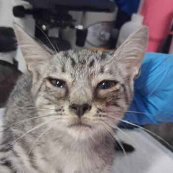 Jinxy -  Domestic Short Hair Cat for Adoption in Summerville, South Carolina - Jinxy | PetCurious