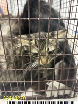 MAX -  Domestic Short Hair Cat for Adoption in West Palm Beach, Florida - MAX | PetCurious