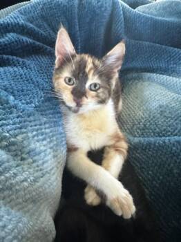 LISA -  Domestic Short Hair Cat for Adoption in Burbank, California - LISA | PetCurious
