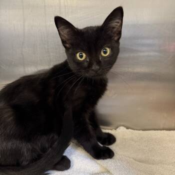 Rescue Domestic Short Hair Cats for Adoption in Hawthorne, California - Rye | PetCurious