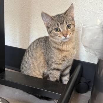 Grasshopper -  Domestic Short Hair Cat for Adoption in Garfield, Arkansas - Grasshopper | PetCurious