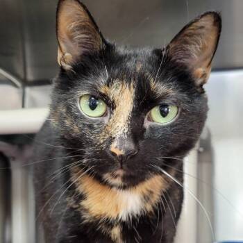 Domestic Short Hair Cats Available for Adoption - Nike | PetCurious