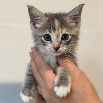 Genevieve -  Domestic Long Hair Cat for Adoption in Tampa, Florida - Genevieve | PetCurious