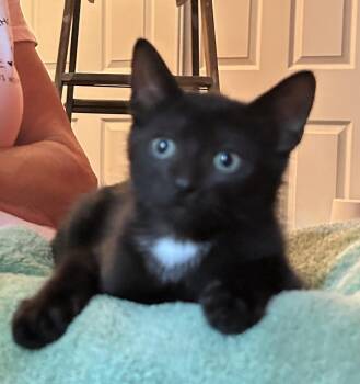 Coltri -  Domestic Short Hair Cat for Adoption in Victor, New York - Coltri | PetCurious