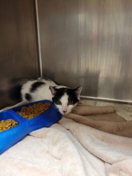 Domestic Short Hair Cats Available for Adoption - (626) | PetCurious