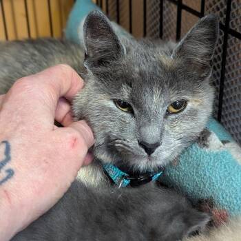 Domestic Short Hair Cats Available for Adoption in Johnstown, Pennsylvania - Pippa | PetCurious