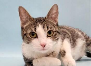 Josie -  Domestic Short Hair Cat for Adoption in Minneapolis, Minnesota - Josie | PetCurious