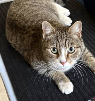Tabby and Domestic Short Hair Cats Available for Adoption - Ember | PetCurious