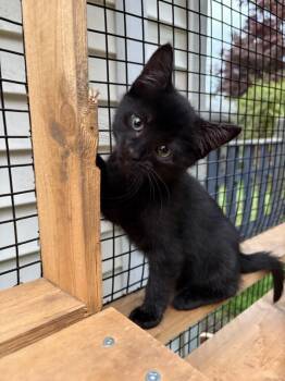 Beacon -  Domestic Short Hair Cat for Adoption in Sechelt, British Columbia - Beacon | PetCurious