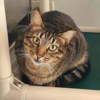 Willow Houston -  Domestic Short Hair Cat for Adoption in Denver, Colorado - Willow Houston | PetCurious