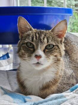 Josey -  Domestic Short Hair Cat for Adoption in Westbrook, Connecticut - Josey | PetCurious