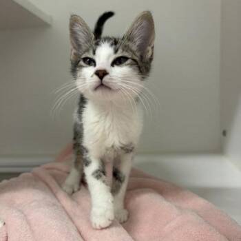 Tempeh -  Domestic Short Hair Cat for Adoption in Phoenix, Arizona - Tempeh | PetCurious