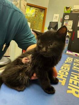 Cole ("Botfly Kitten") -  Domestic Short Hair Cat for Adoption in Muskegon, Michigan - Cole ("Botfly Kitten") | PetCurious