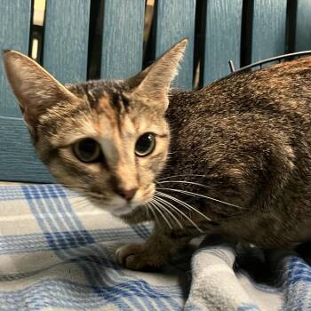 Bellini -  Domestic Short Hair Cat for Adoption in Lakeland, Florida - Bellini | PetCurious