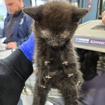 Domestic Short Hair Cats Available for Adoption in Newark, New Jersey - Gandolf | PetCurious
