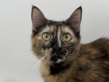 Dorothy -  Domestic Long Hair Cat for Adoption in Portland, Oregon - Dorothy | PetCurious