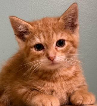 Domestic Short Hair Cats Available for Adoption in Amery, Wisconsin - Larry | PetCurious
