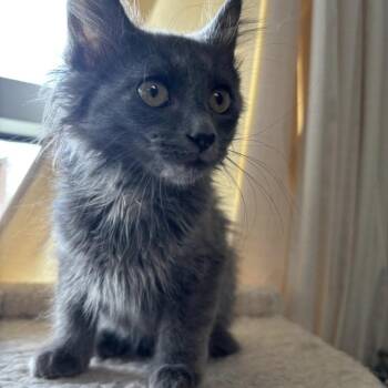 Hefty -  Domestic Long Hair Cat for Adoption in Kansas City, Missouri - Hefty | PetCurious