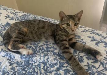 Peaches -  Domestic Short Hair Cat for Adoption in Camp Hill, Pennsylvania - Peaches | PetCurious