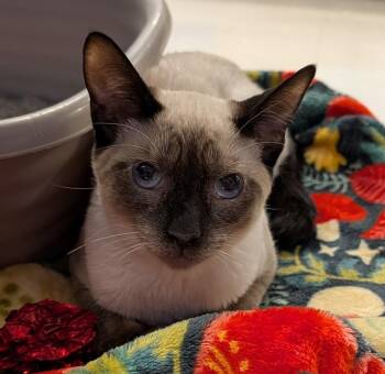Siamese Cats Available for Adoption in Austin, Texas - Ponciano | PetCurious