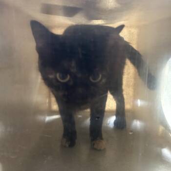 Stray - Boston Road Mama -  Domestic Short Hair Cat for Adoption in Roxboro, North Carolina - Stray - Boston Road Mama | PetCurious