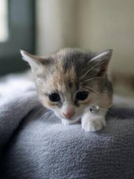 Millie -  Domestic Short Hair Cat for Adoption in Barron, Wisconsin - Millie | PetCurious