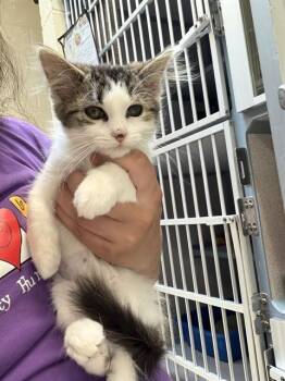 ALABAMA -  Domestic Medium Hair Cat for Adoption in Aliquippa, Pennsylvania - ALABAMA | PetCurious