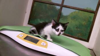 NOE -  Domestic Short Hair Cat for Adoption in Houston, Texas - NOE | PetCurious