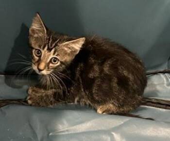 Nathan -  Domestic Short Hair and Tabby Cat for Adoption in Ruskin, Florida - Nathan | PetCurious