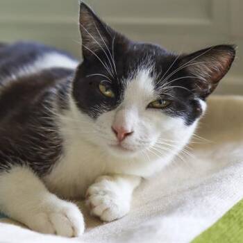 Domestic Short Hair Cats Available for Adoption in Ojai, California - Sonny | PetCurious