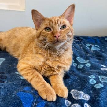 Rescue Domestic Short Hair Cats for Adoption in Zimmerman, Minnesota - Buster | PetCurious