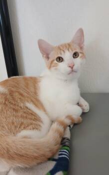 Manta -  Tabby and Domestic Short Hair Cat for Adoption in Bay City, Michigan - Manta | PetCurious