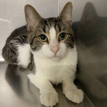 Rescue American Shorthair Cats for Adoption in Melfort, Saskatchewan - Chestnut | PetCurious