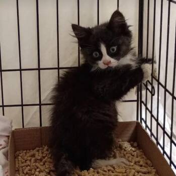Lestat -  Domestic Short Hair Cat Available for Adoption in Lynchburg, Virginia - Lestat | PetCurious