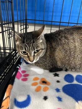 Little Gray -  Tabby and Abyssinian Cat for Adoption in Walnut Creek, California - Little Gray | PetCurious