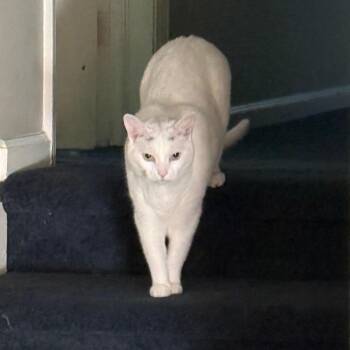Domestic Short Hair Cats Available for Adoption in Greensboro, North Carolina - Bubby | PetCurious