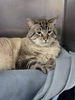 Siamese and Domestic Short Hair Cats Available for Adoption - Casper The Friendly Ghost | PetCurious