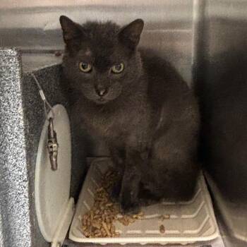 Terry -  Domestic Short Hair Cat for Adoption in Abilene, Texas - Terry | PetCurious